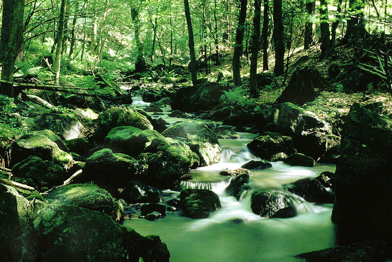 Biosphärenreservat Vessertal
