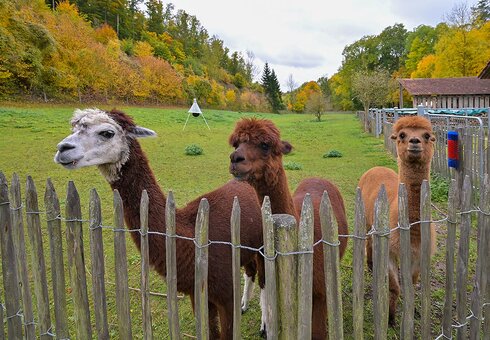 neugierige Alpakas