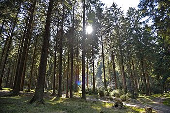 Survivaltraining im Thüringer Wald