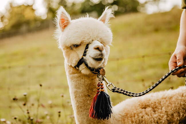 Alpakas vom Roten Berg