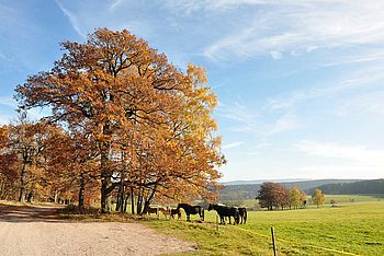 Landschaft mit Pferden im Thüringer Wald