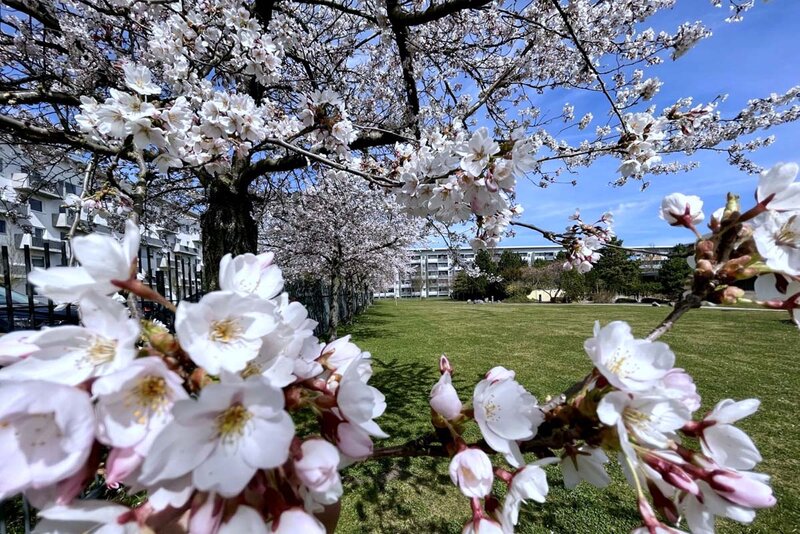 Japanischer Garten in Leinefelde