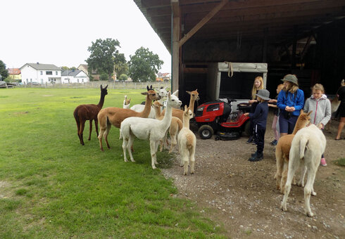 Alpaka Seminar