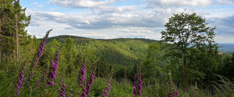 Urlaub im Thüringer Wald