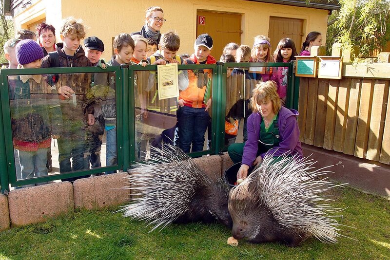 Stachelschwein im Inselzoo Altenburg