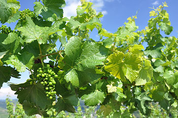 Weinanbau in Thüringen