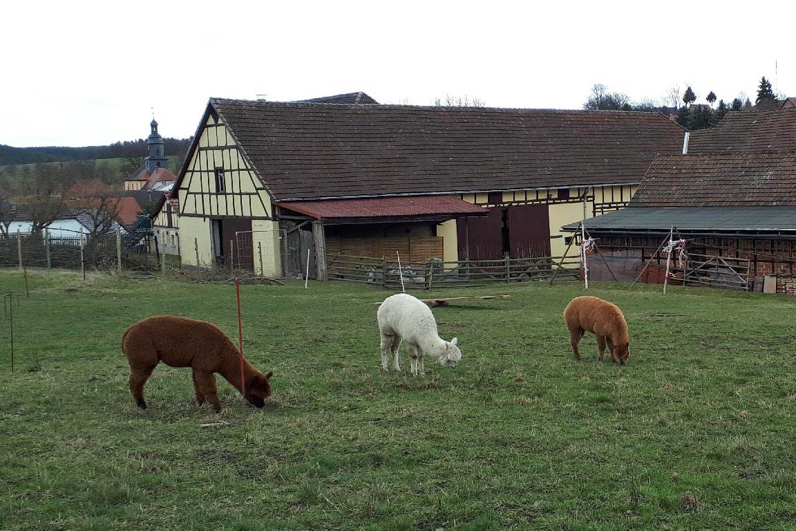 Alpaka Hof Kraft