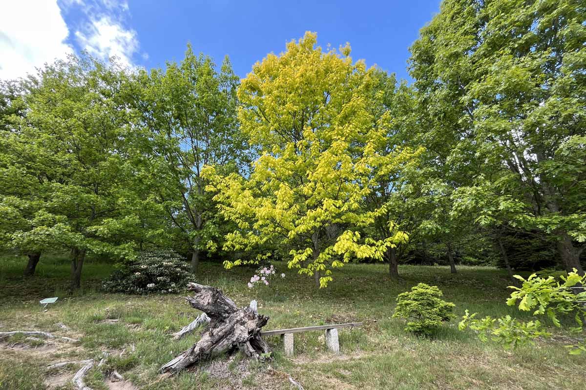Forstbotanischer Garten