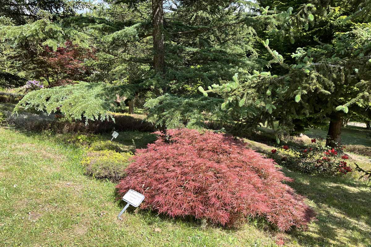 Forstbotanischer Garten