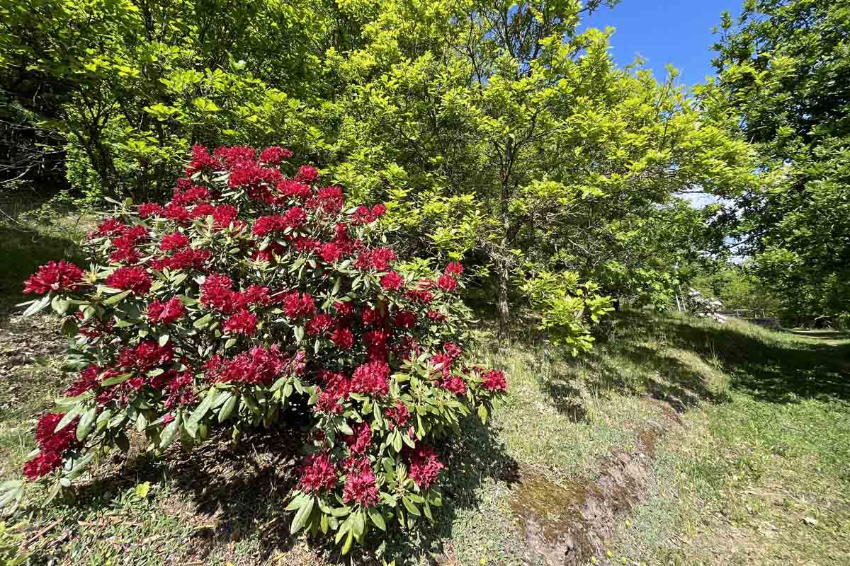 Forstbotanischer Garten