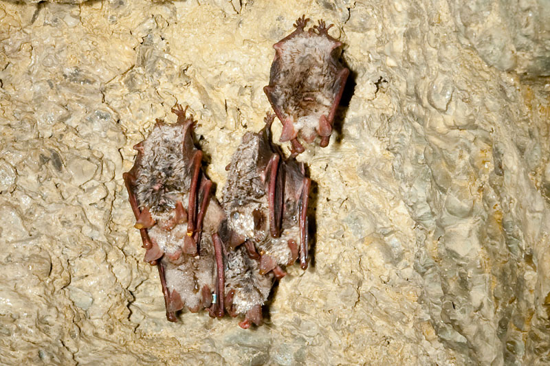 Fledermäuse in der Goetz-Höhle