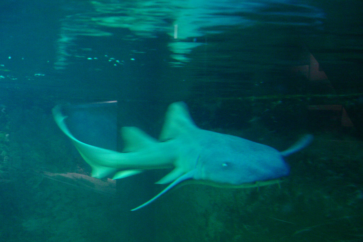 Hai im Meeresaquarium Nautiland