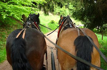 Pferdeschlitten- und Planwagenfahrten Oberhof