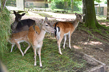 Hirsche im Tiergarten Sonneberg