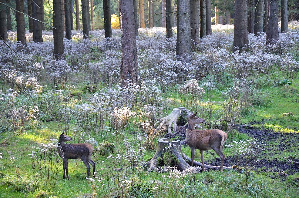 Wildtierbeobachtung im Thüringer Wald