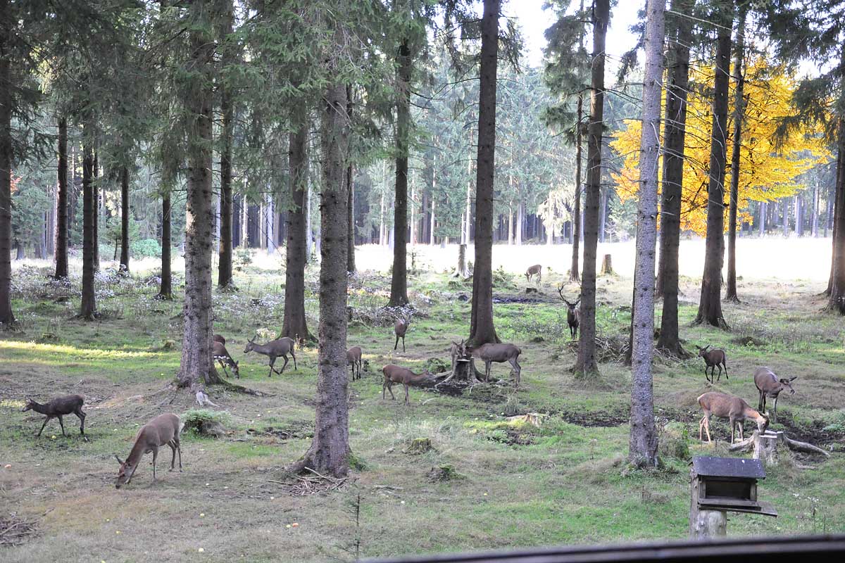 Wildtierbeobachtung im Thüringer Wald