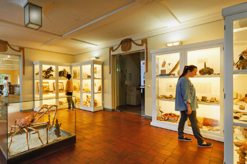 Naturkundliches Museum Mauritianum