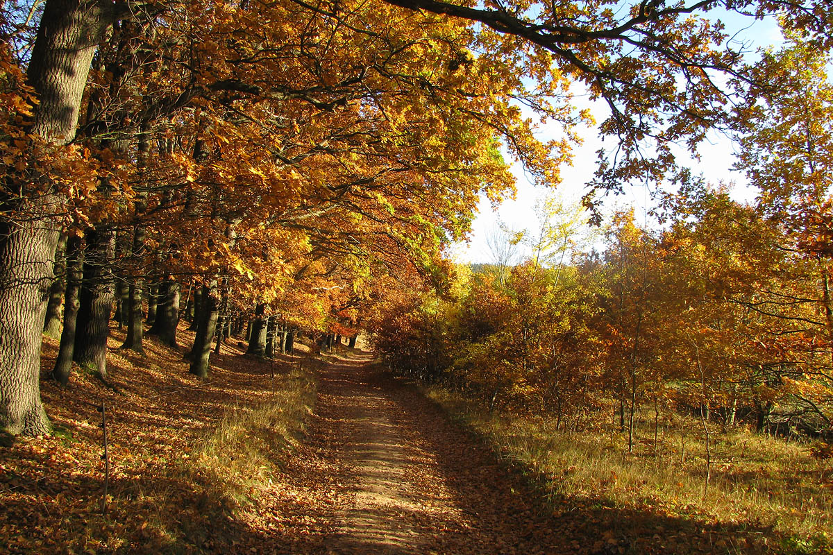 Herbst in Brotterode