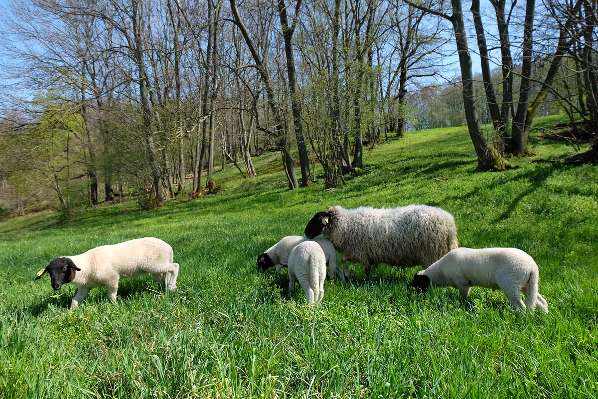 Schafe neben dem Grundstück