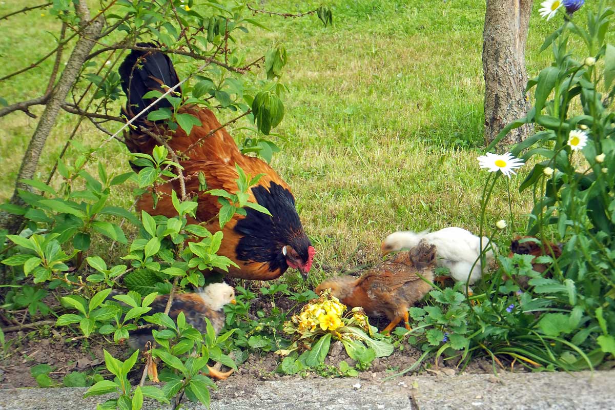 Hühner bei uns im Garten