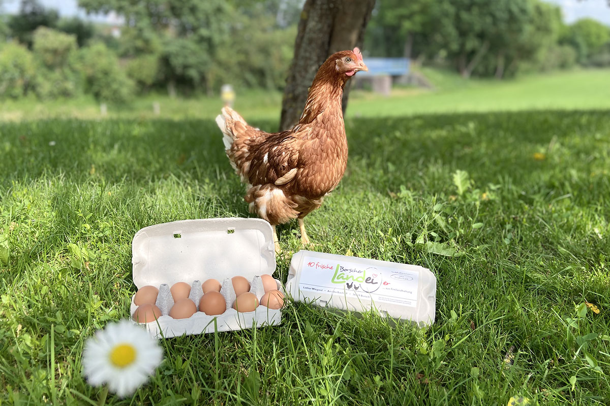 glückliches Huhn mit Bio-Eiern