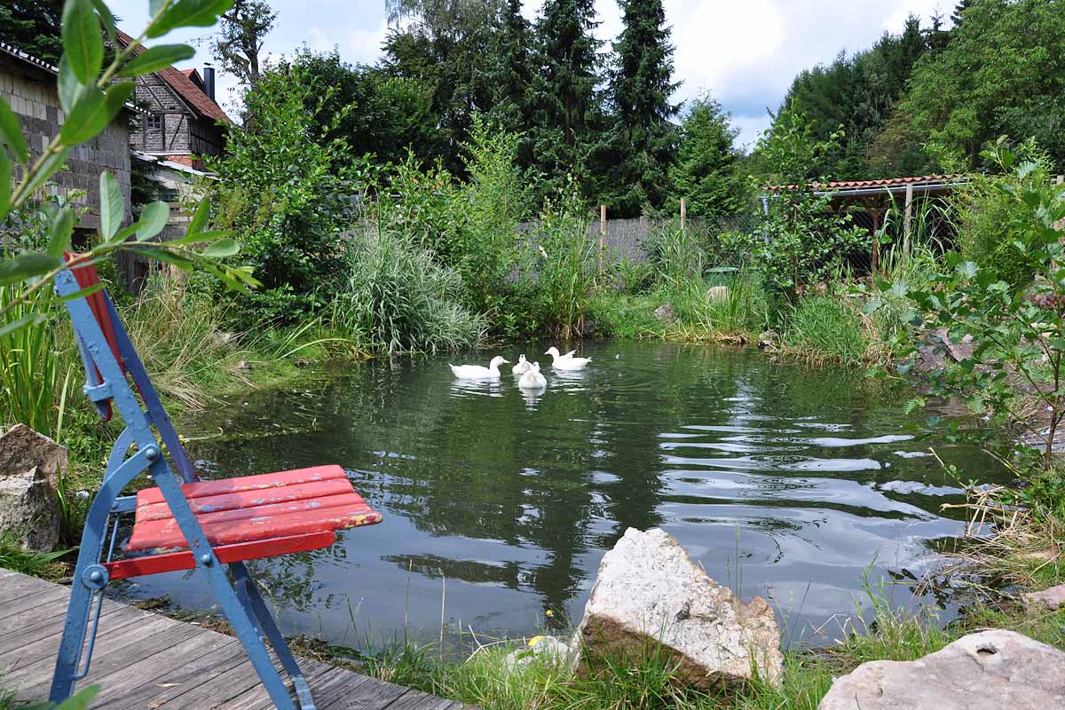Teich mit Enten im Garten