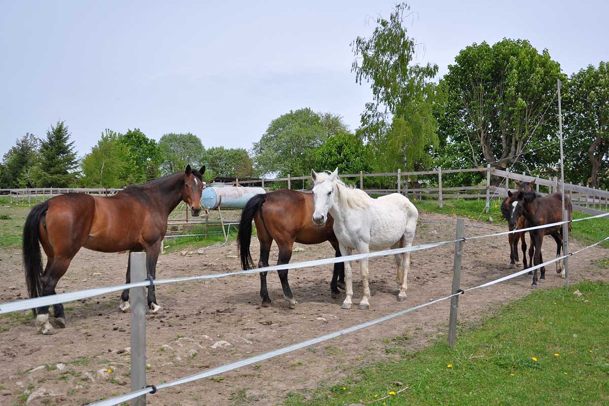 Pferde auf dem Gelände
