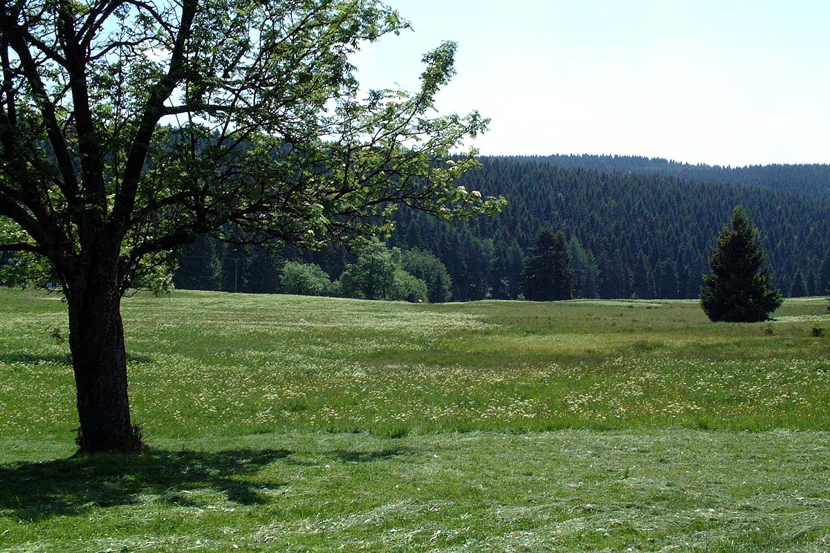 Der Thüringer Wald