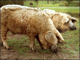 Erlebnisbauernhof Kleinberndten
