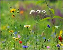 Naturlehrpfad rund um den Ellenbogen Naturlehrpfad rund um den Ellenbogen