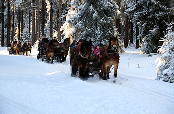 Planwagen- & Pferdeschlittenfahrten bei Oberhof