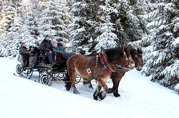 Planwagen- & Pferdeschlittenfahrten bei Oberhof