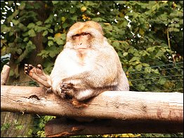 Tierpark Bad Liebenstein Tierpark Bad Liebenstein