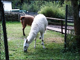 Tierpark Bad Liebenstein Tierpark Bad Liebenstein