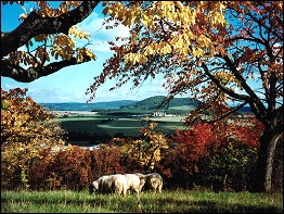 Rhönlandschaft bei Dermbach mit Rhönschafen