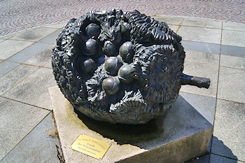 Frucht der Steinnusspalme