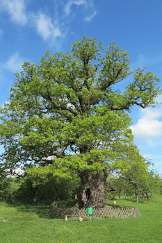 Tausendjährige Eiche
