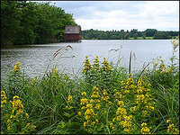 Plothener Teiche (hier der Hausteich)