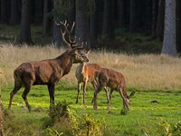 Wildtierbeobachtung im Thüringer Wald