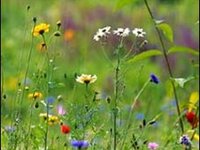 Naturlehrpfad rund um den Ellenbogen