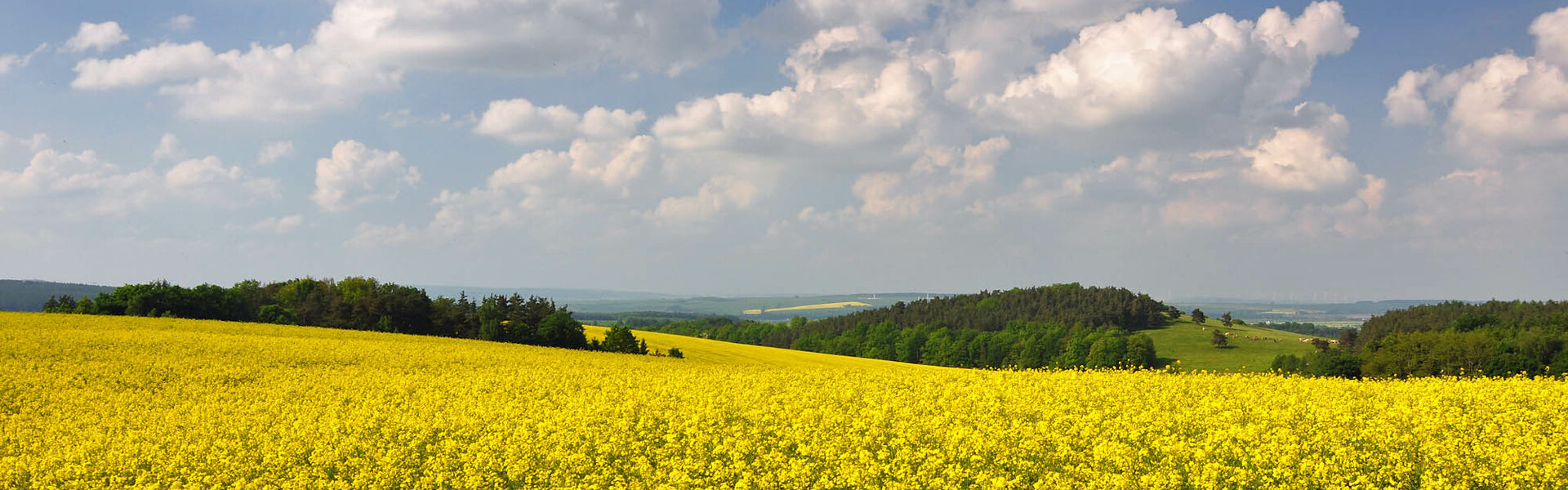Landschaft mit blühendem Rapsfeld