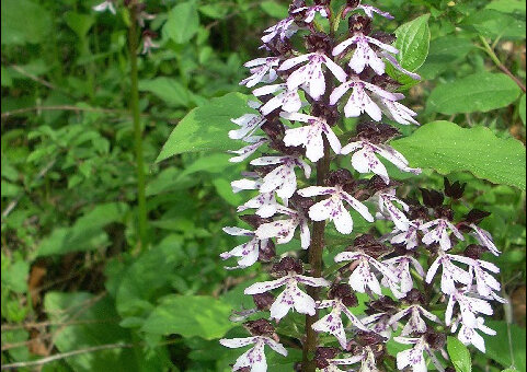 Fewo Haus Auerhahn - Orchideenzeit