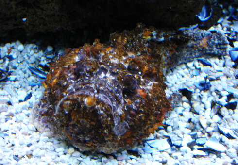Erlebnispark Meeresaquarium