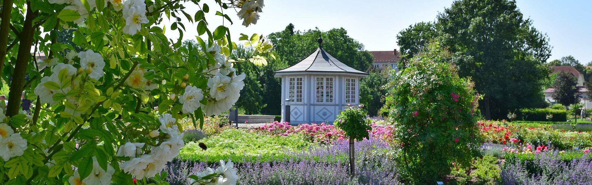 Rosengarten in Bad Langensalza