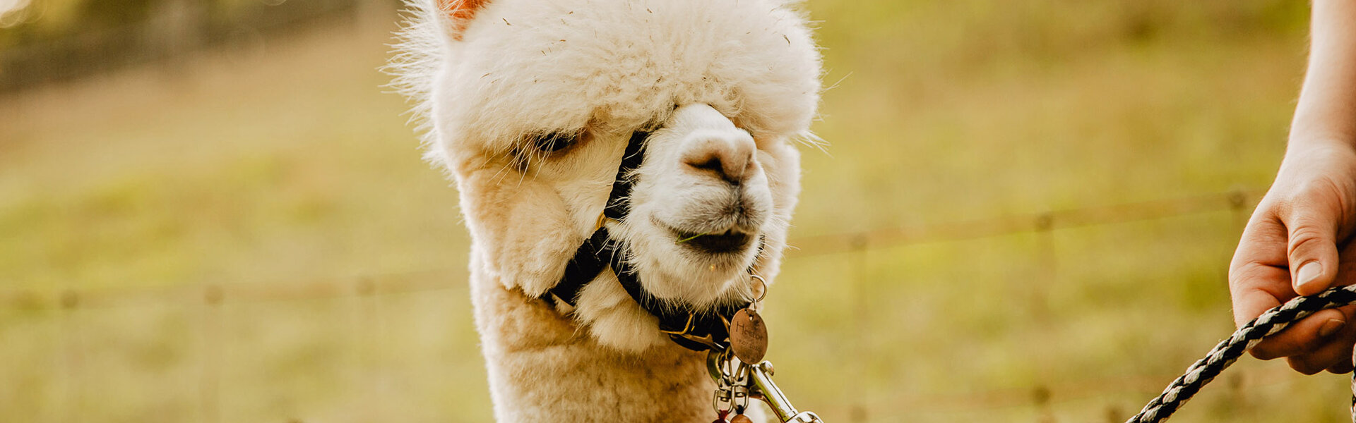 Alpakas vom Roten Berg