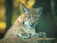 Wildkatzendorf Hütscheroda