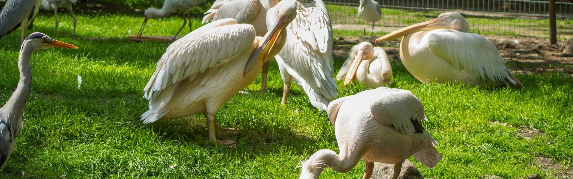 Pelikane im Tierpark Gotha