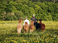 Alpaka Zurück zur Natur