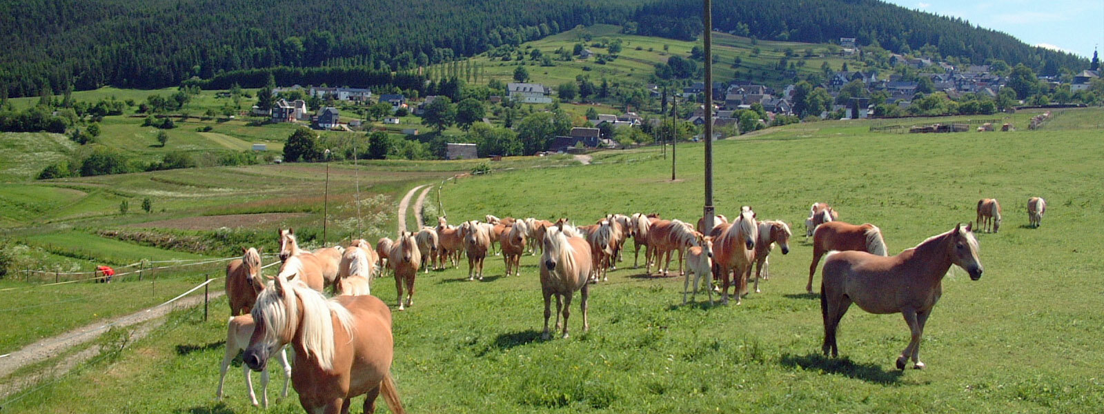 Haflinger bei Meura im Schwarzatal