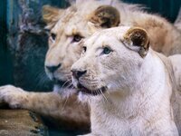 Löwen im Tierpark Gera